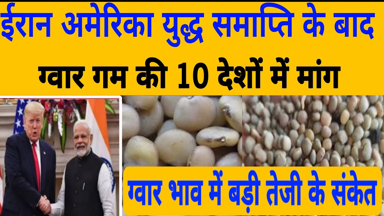 ग्वार गम निर्यात को मंजूरी ग्वार में बनेगी जोरदार तेजी gwar gam  niryat khabar, gwar ka bhav