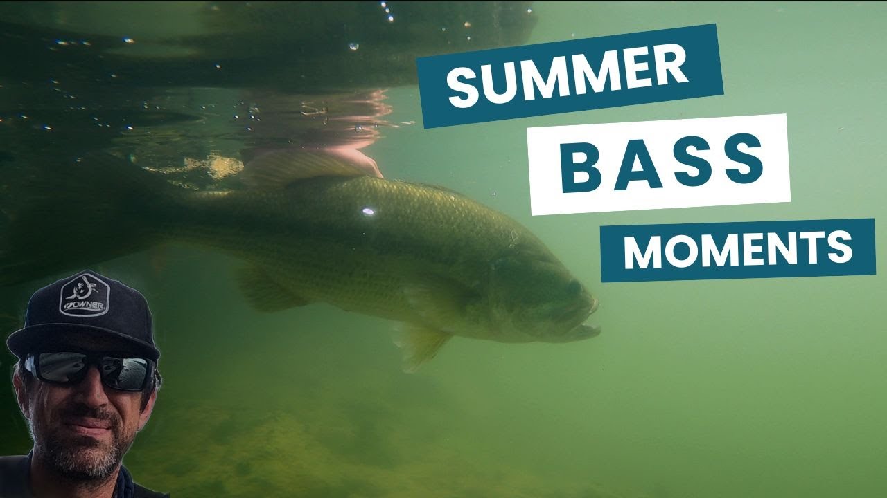 Compile 100% bass en quelques sessions