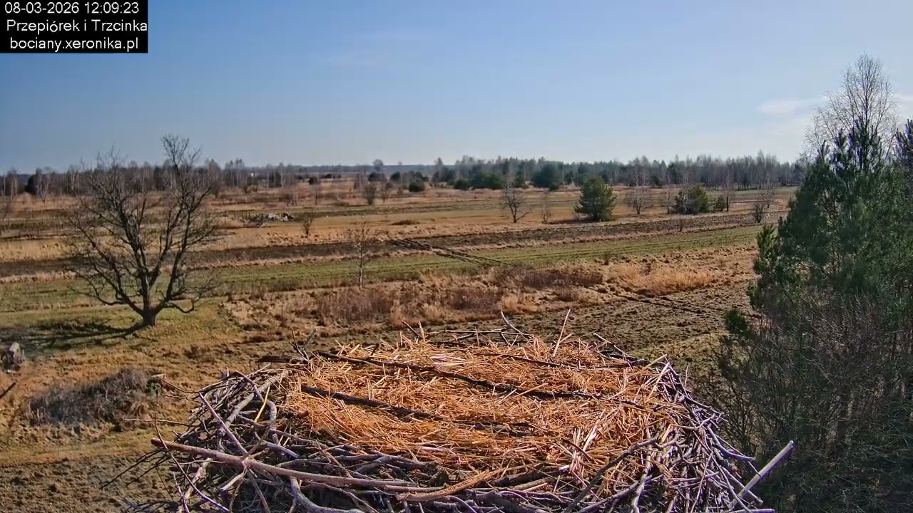 ⏳ Dzień w gnieździe bocianim w Trzcińcu - 08.03.2026