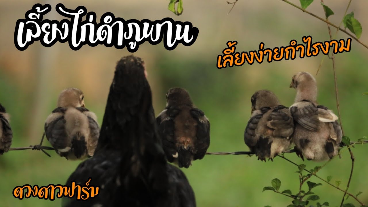 ไก่ดำภูพาน #ไก่ดำคอลอน#ติดต่อเจ้าของฟาร์มได้เลยครับ จัดส่งทั่วประเทศครับ  083 076 6546, 085 7469 766