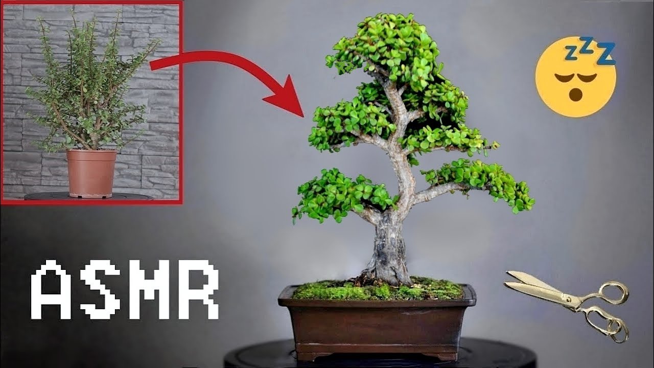 Time-lapse of Jade Plant Transforming Into Bonsai: Part I.