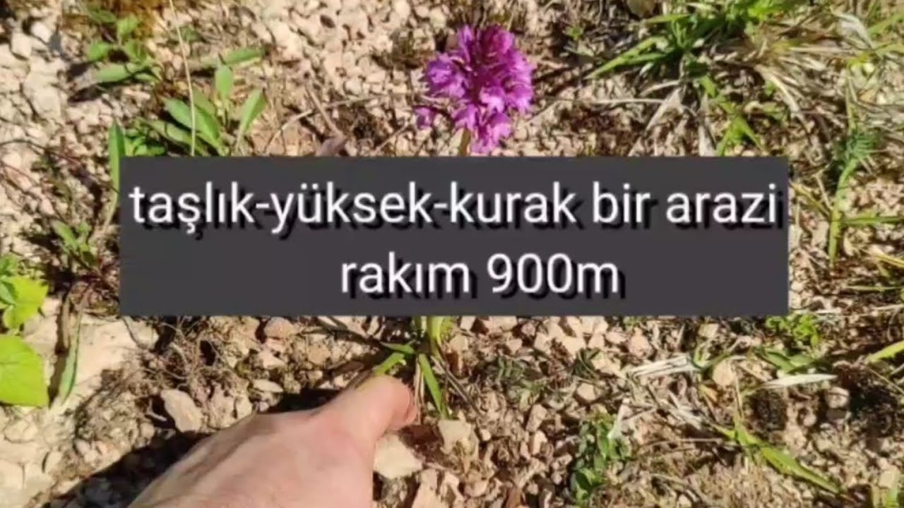 Salep yetiştiriciliğinde sulama hakkında gelen sorulara cevap 2