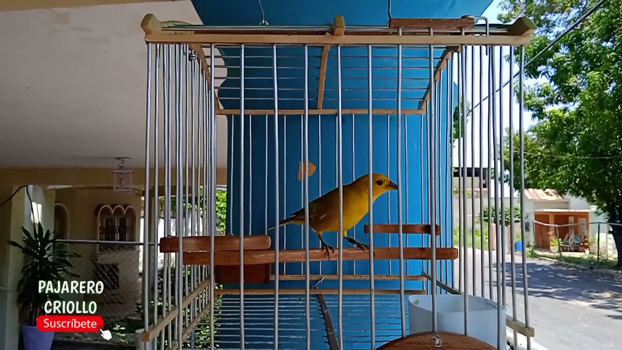 Canto de CANARIO CRIOLLO⚡La Ardilla⚡Venezuela.