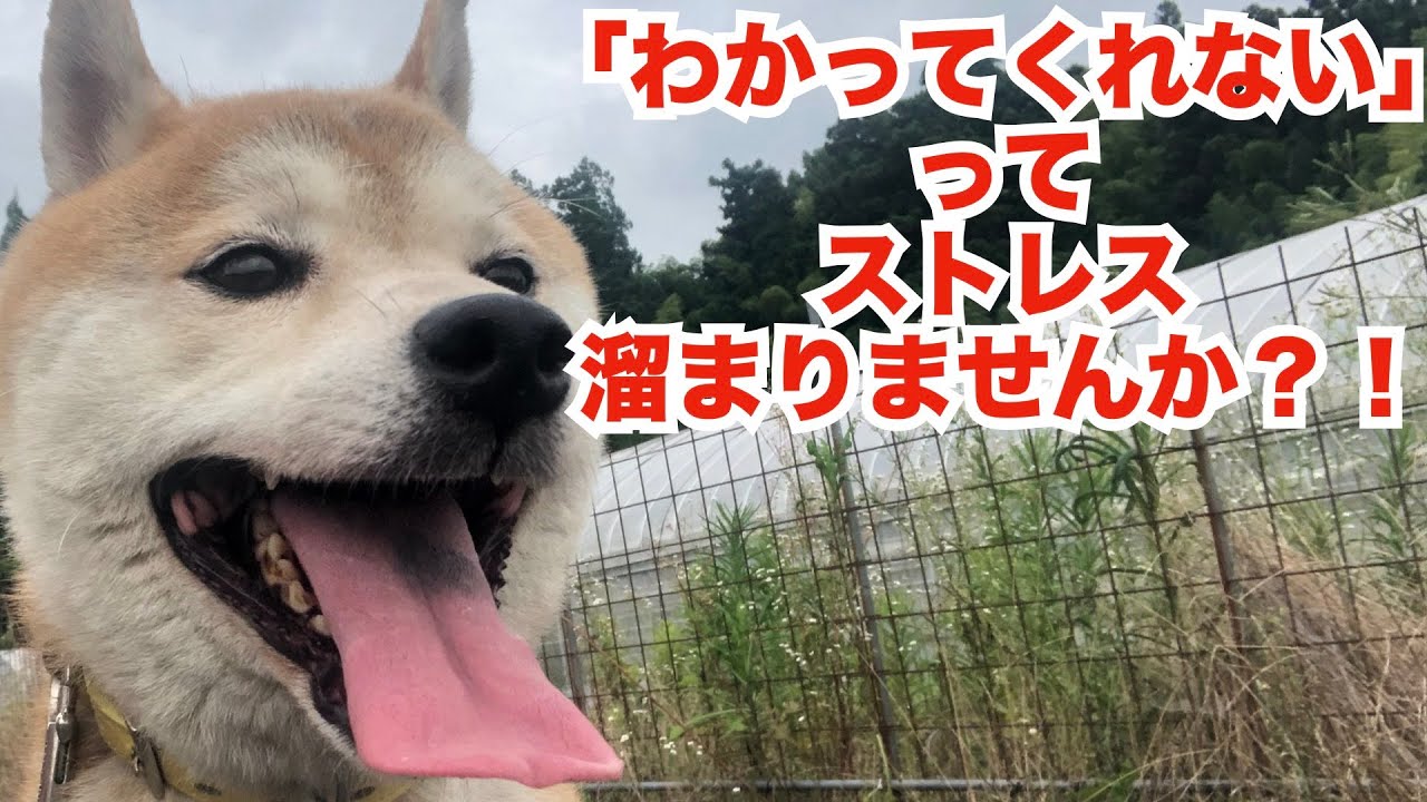 【保護っ子】話せなくても人と同じ感情があるんだよ！ストレスは災いの元！