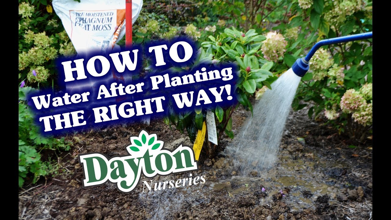 How to Water After Planting - The RIGHT Way!