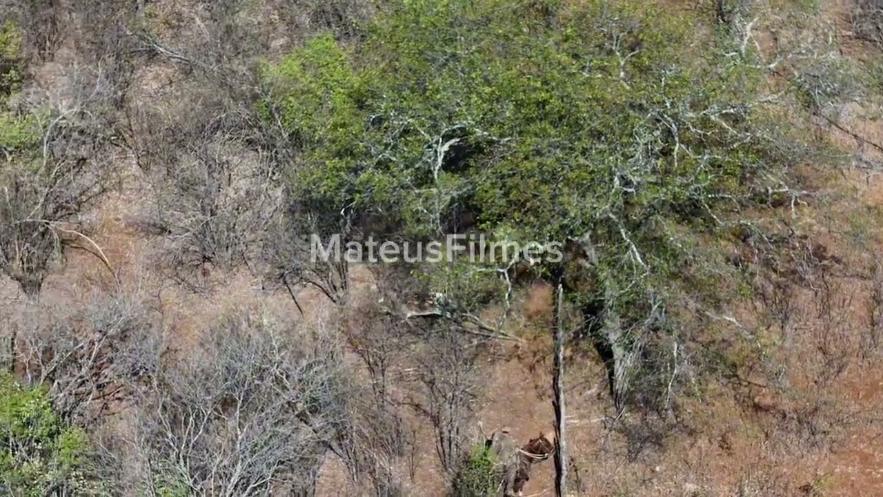 {DRONE}VACA CHUVISCO, CATAPORA,CHUVINHA E CORINTIANO 