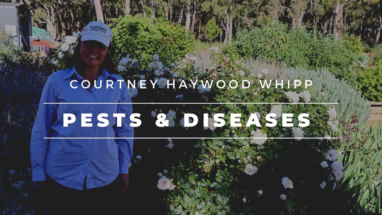 Pests and Diseases with Courtney Haywood Whipp