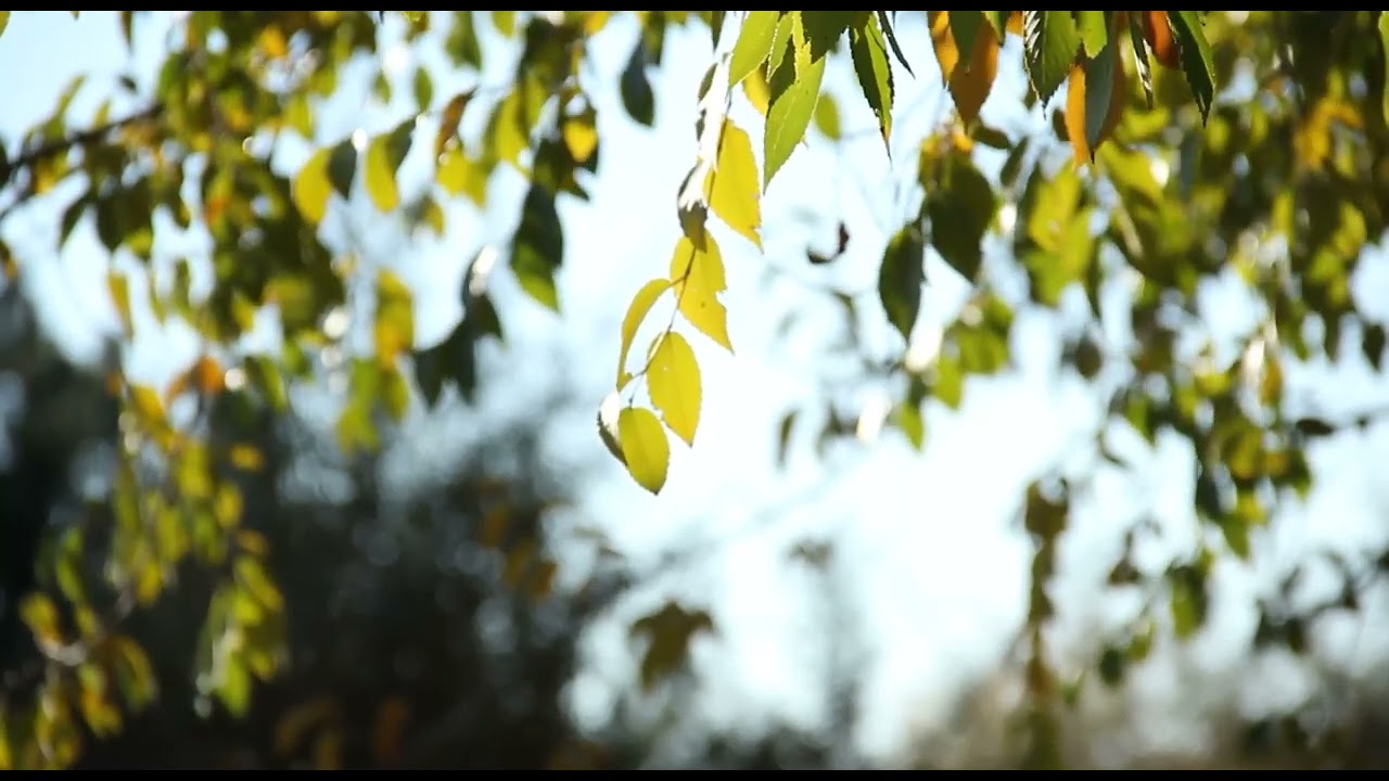 Fluttering Leaves With Calming Wind | Best Nature Ambience Sound | Super Relaxing & Calming