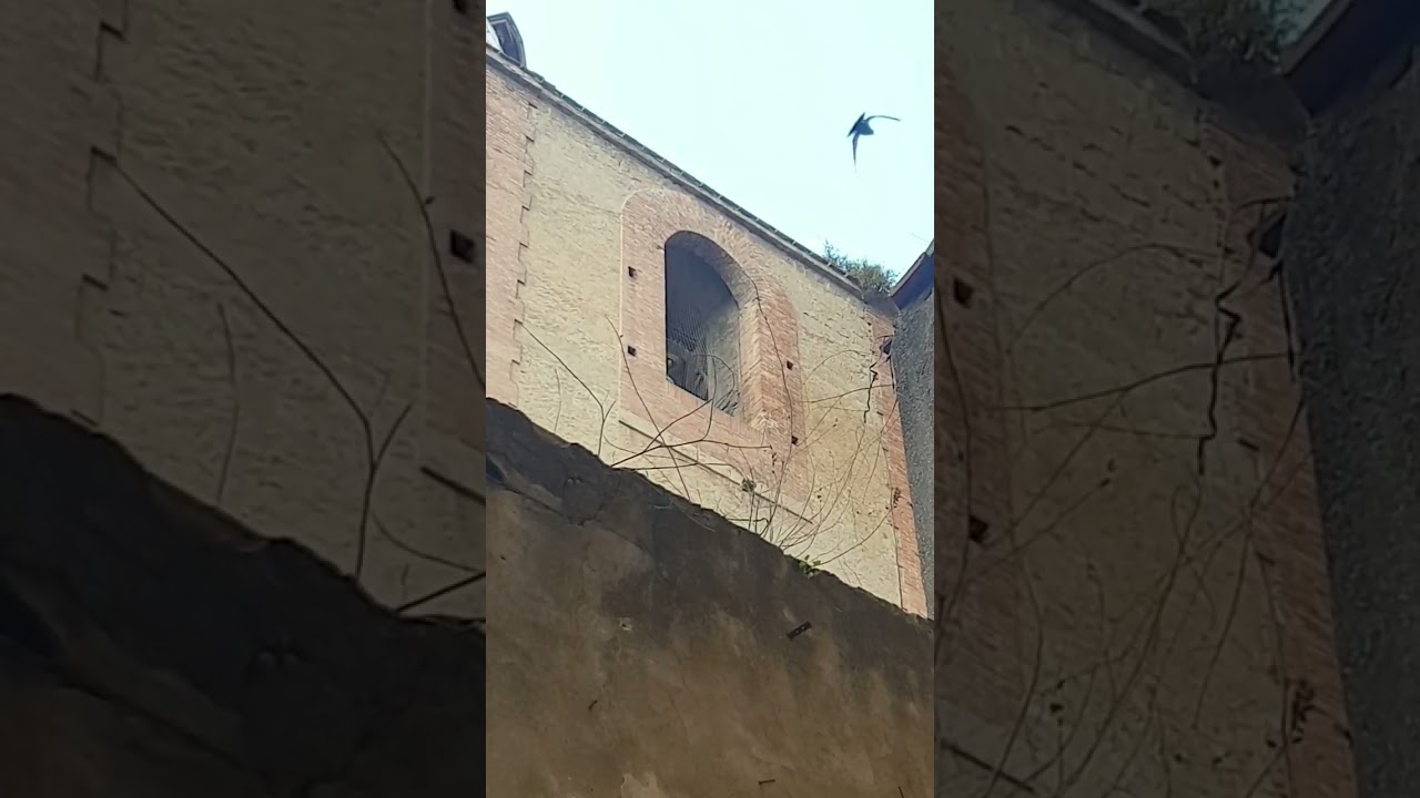 campane duomo di napoli suonata festiva di mezzogiorno