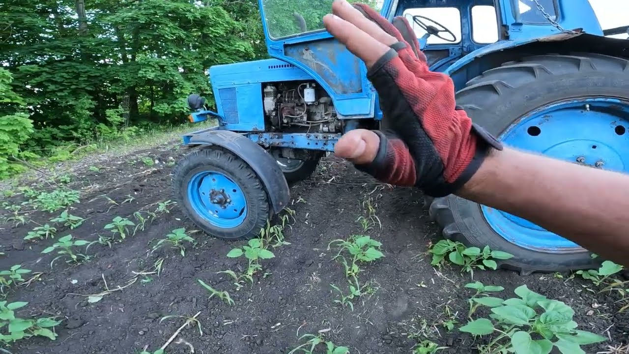 МЕЖДУРЯДКА ПО КУКУРУЗЕ И ПОДСОЛНЕЧНИКУ l 
