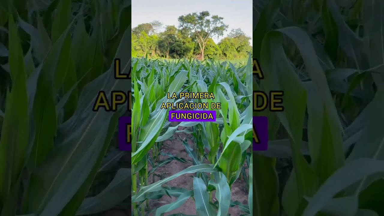 Mini guia de cultivo de ma&iacute;z🌽 #maiz #elote #cultivo #cosecha #cultivos #agro #cultivos #agricola