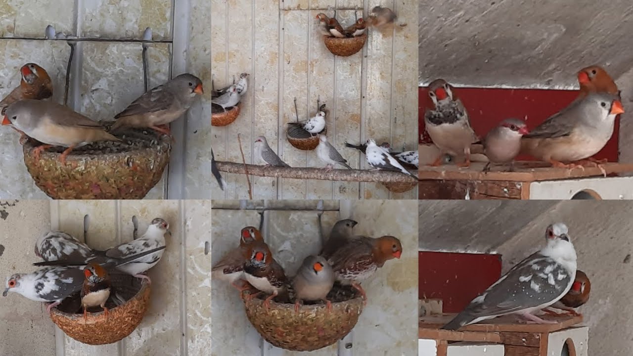 يوميات المحمية 🥰#الزيبرا_فينش #الحمام_الملكي_الماسي