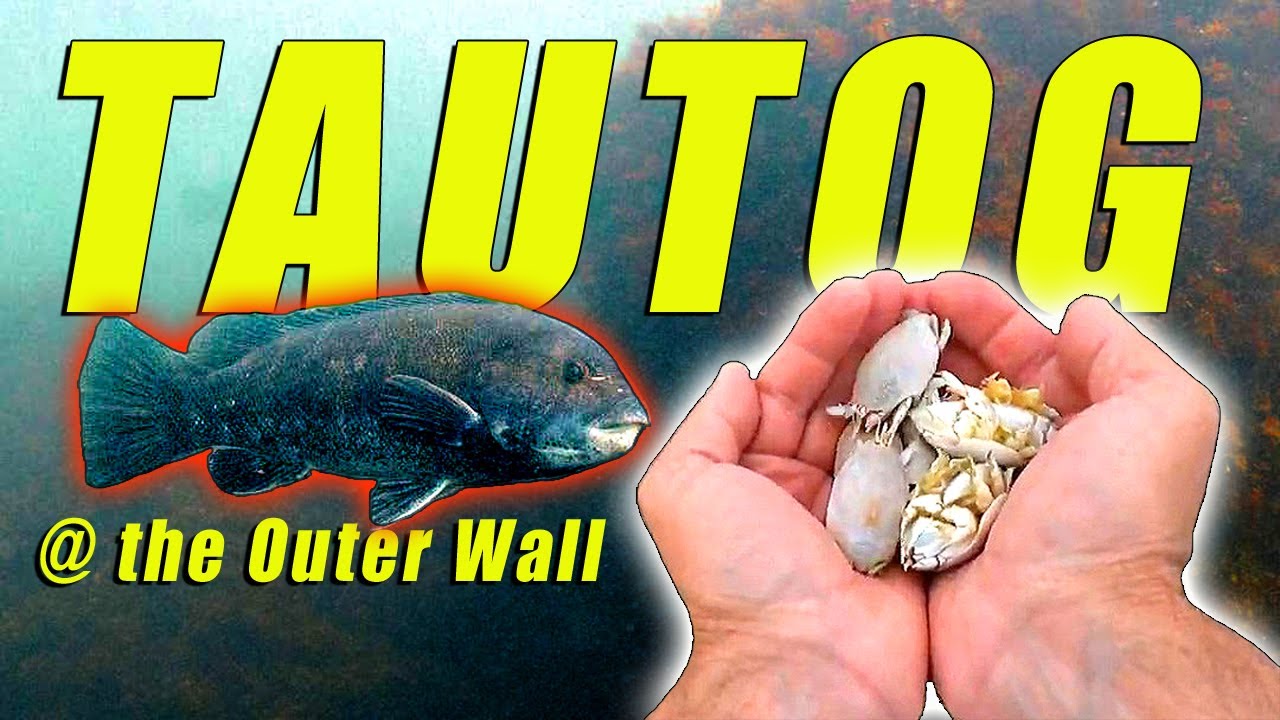 Tautog Fishing At The Outer Wall