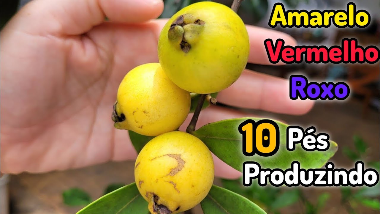 Nossos 10 Pés de Araçá Produzindo ao Mesmo Tempo