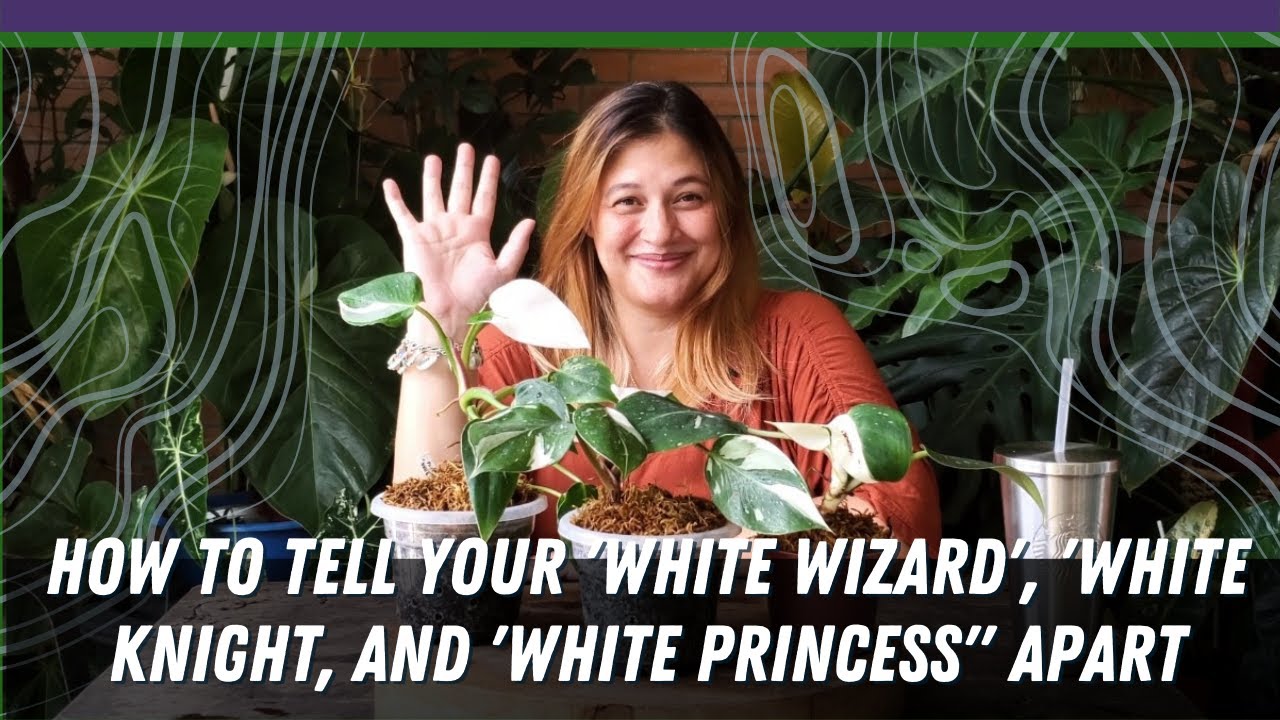 Филодендрон «White Wizard», «White Knight», «White Princess» | Как отличить один сорт от другого