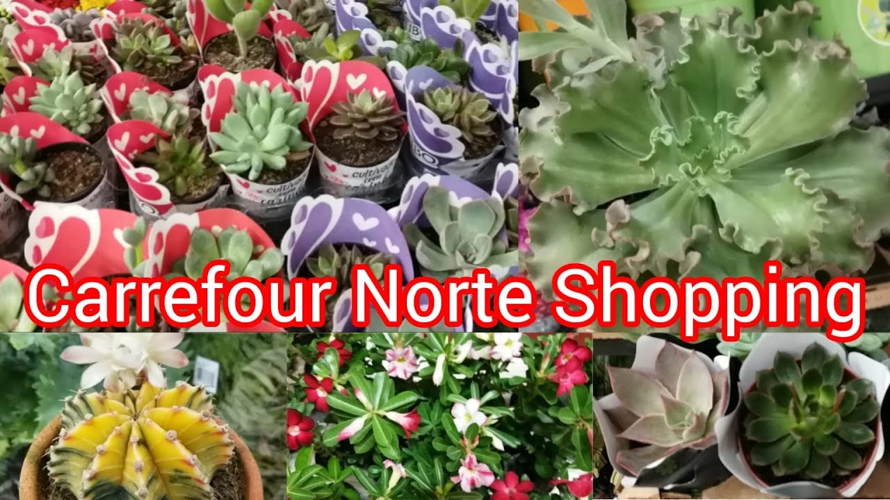 #Plantas no Carrefour!#Suculentas #cactos#flores #sol  #amigos #paz #viral #vida #viral #fypyoutube