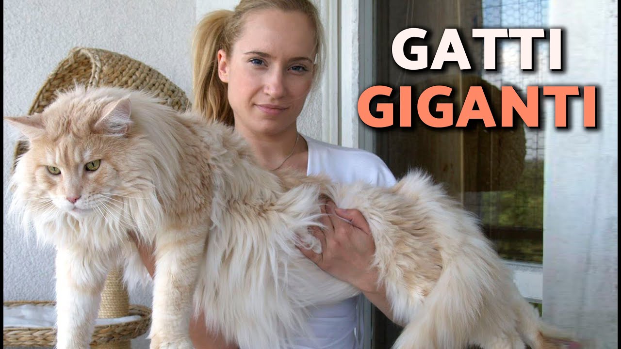LE 10 RAZZE DI GATTI PIÙ GRANDI al mondo 🙀 Incontra i GATTI GIGANTI!