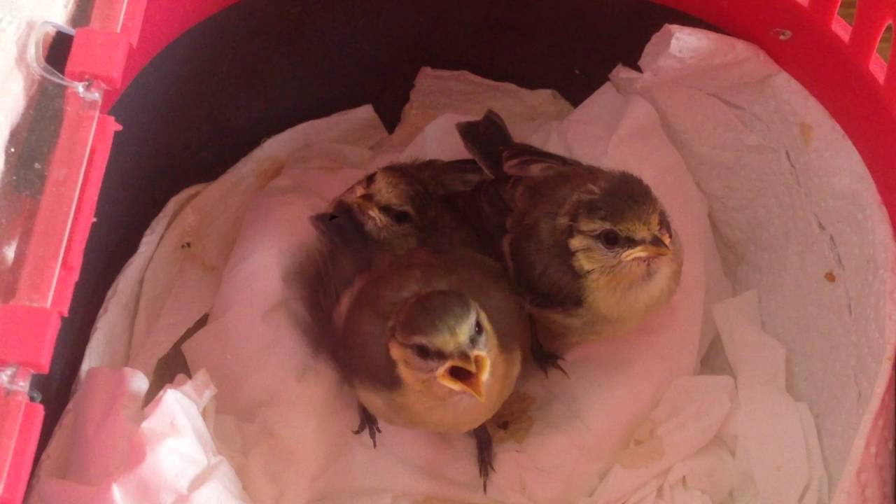 Bluetit chicks, almost fledglings... / Blaumeise Küken, fast flügge / Лазоревки, почти слетки