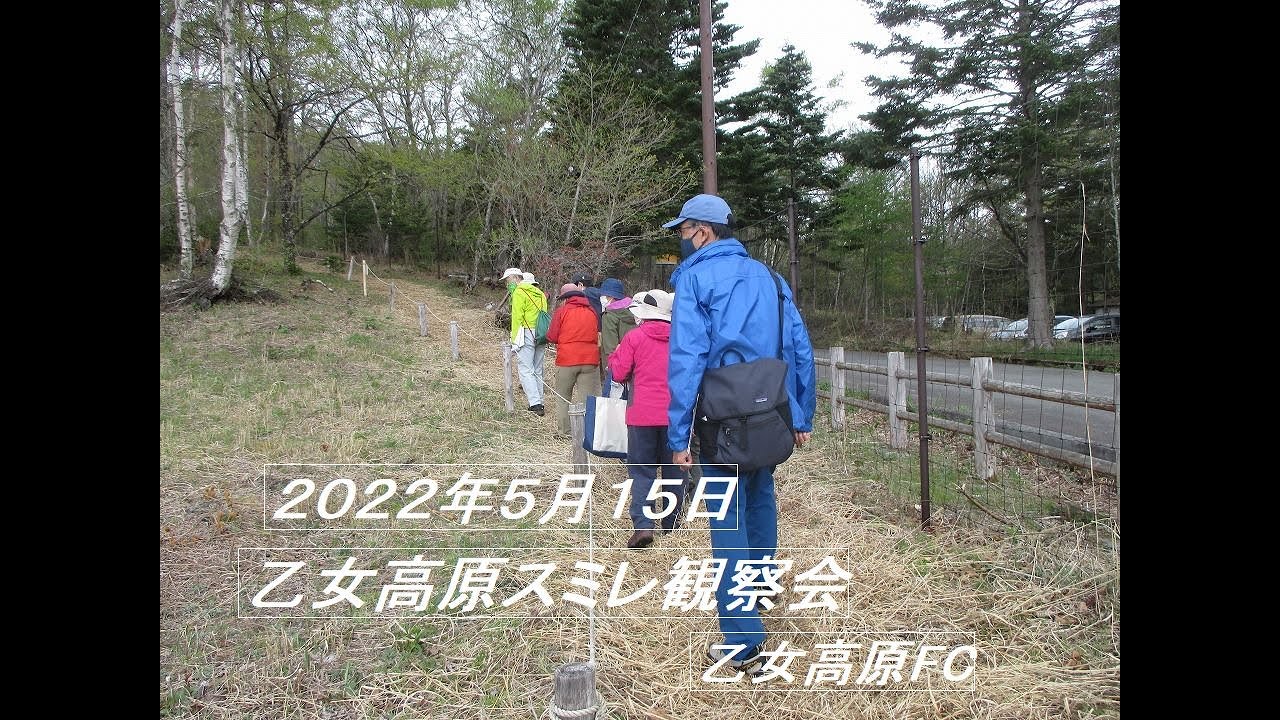 乙女高原スミレ観察会   2022MAY15