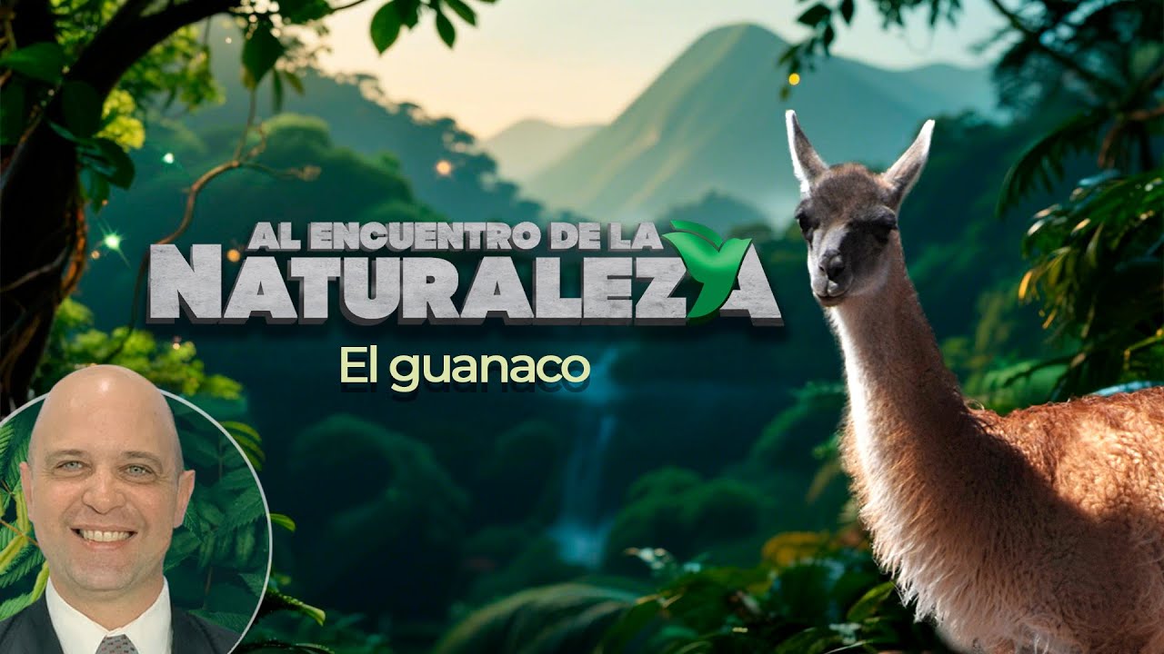 El guanaco