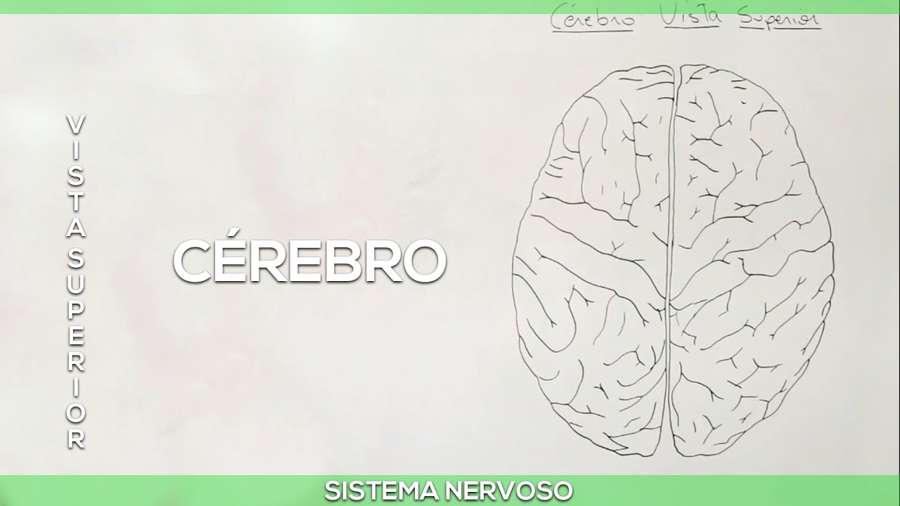 Cérebro: vista superior