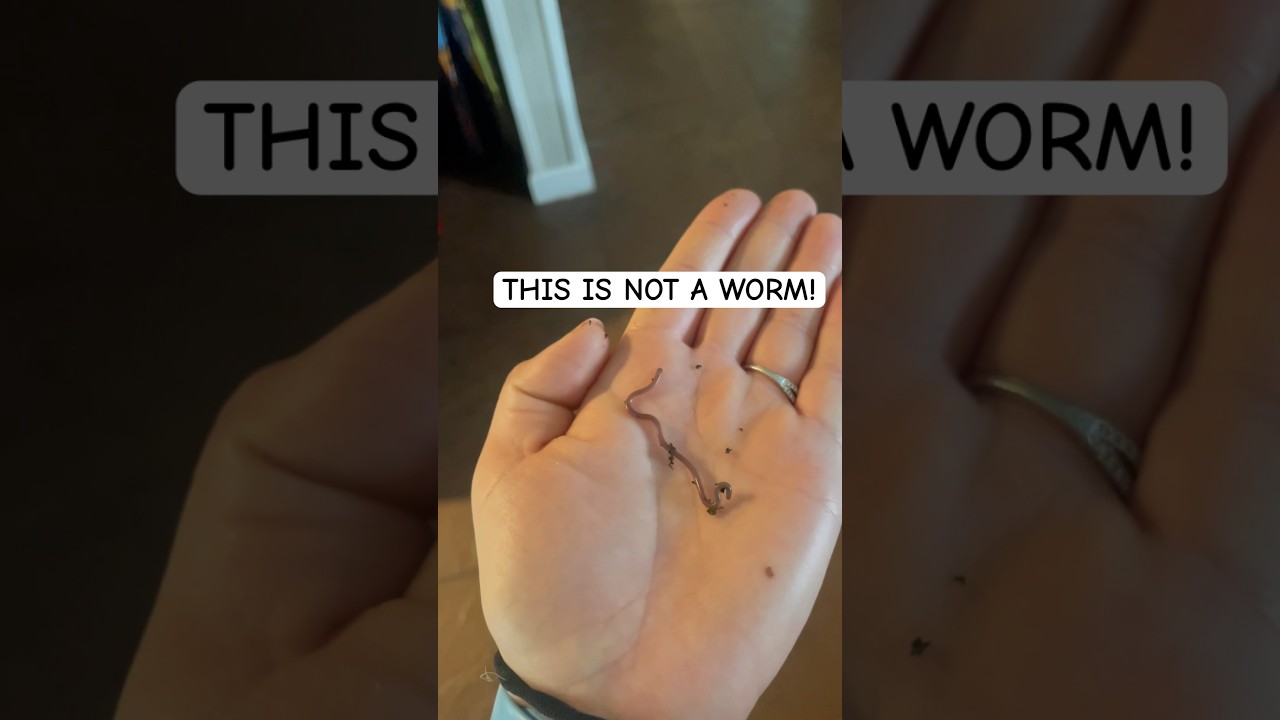 Don&rsquo;t be mistaken, He&rsquo;s a baby snake! #wormsnake #snake #reptiles #coolpets #worm