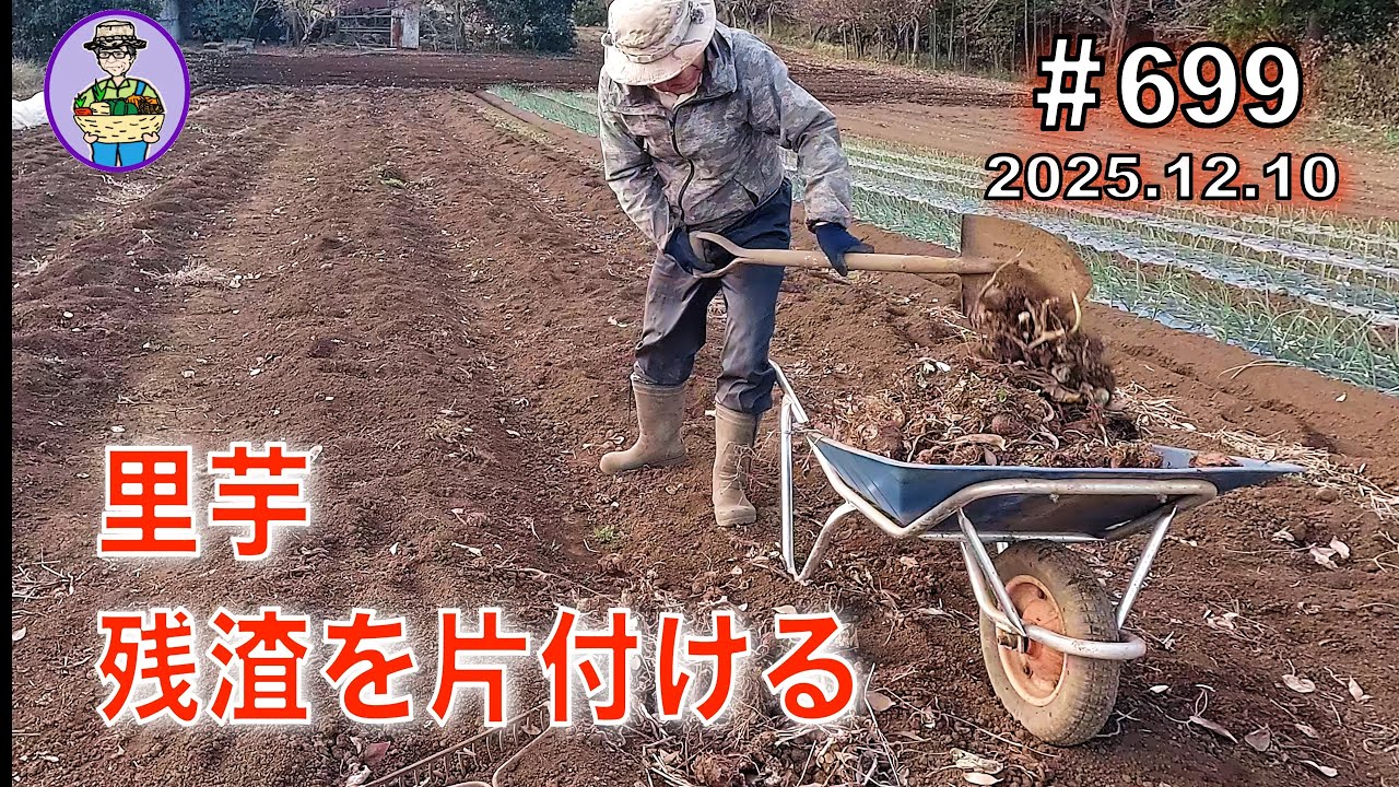 【里芋】第699話、冬の寒さで溶ける前に里芋の残渣を片付けてトラクターかけする。#オーガニック栽培 #家庭菜園 #農業VLOG