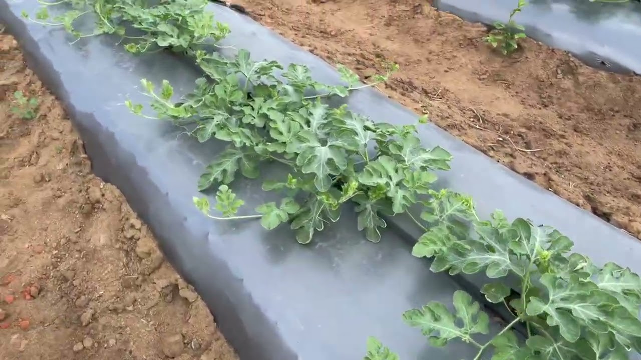 Water melon cultivation/full part/sri lanka agro
