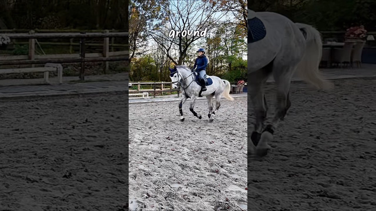 Pelle update 💕🐴 #equestrian #horses #horsegirl #showjumping #horse #horsetransformation