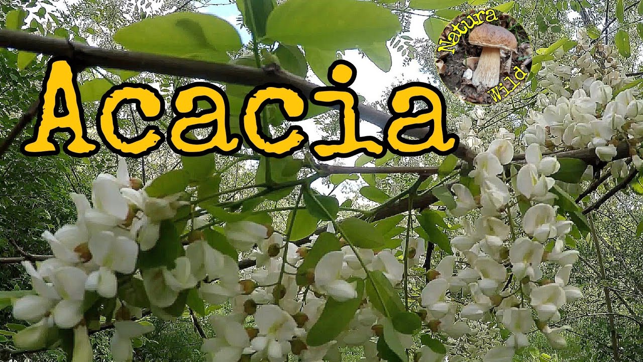 Acacia 