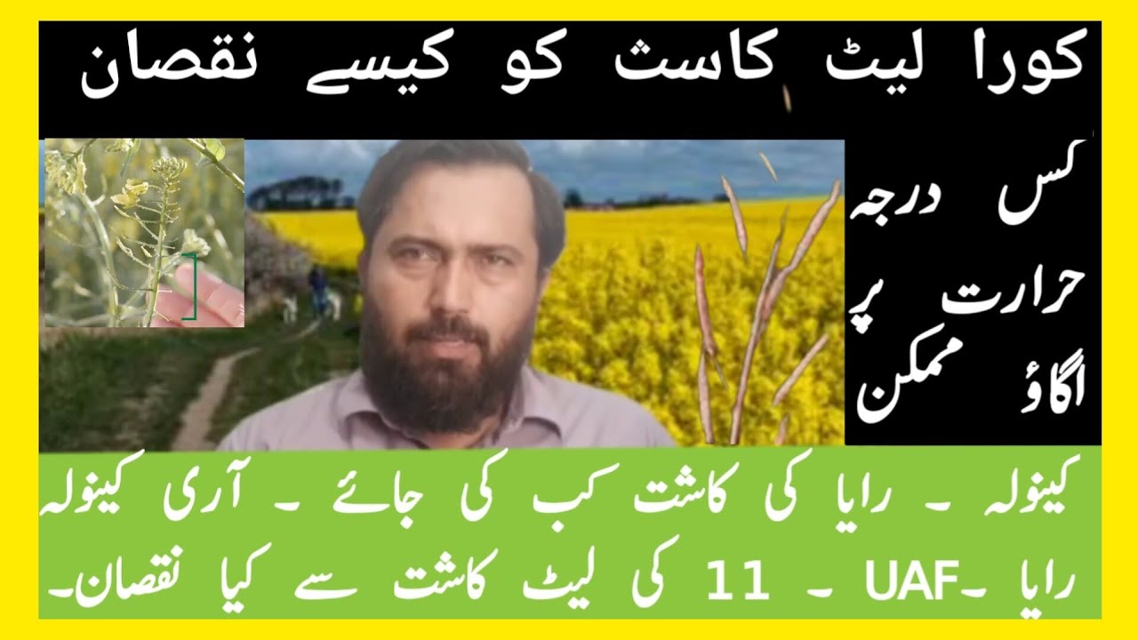 When to cultivate Raya and Canola in 2023 in Pakistan.||#cropreformer Best temperature Require ||