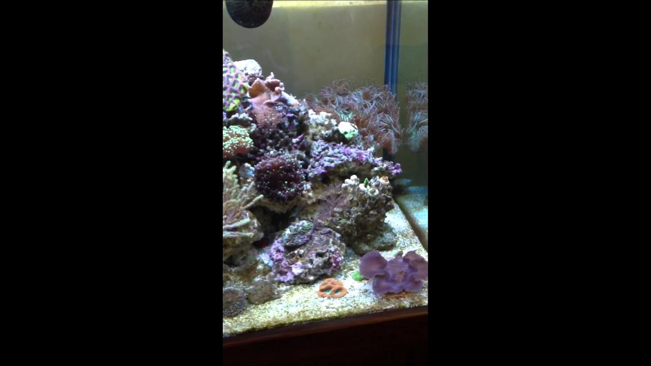 Gerhard's aquarium