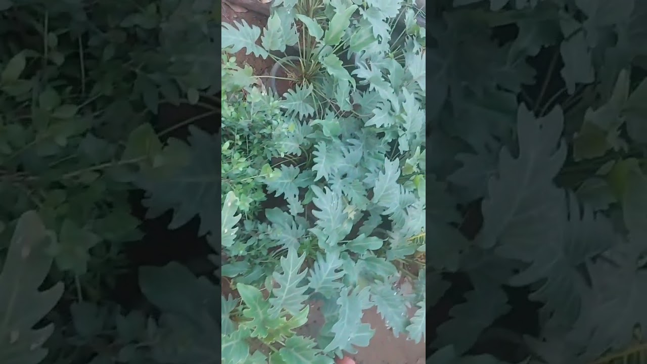 రోజా మొక్కలు 🌸🌸🌸