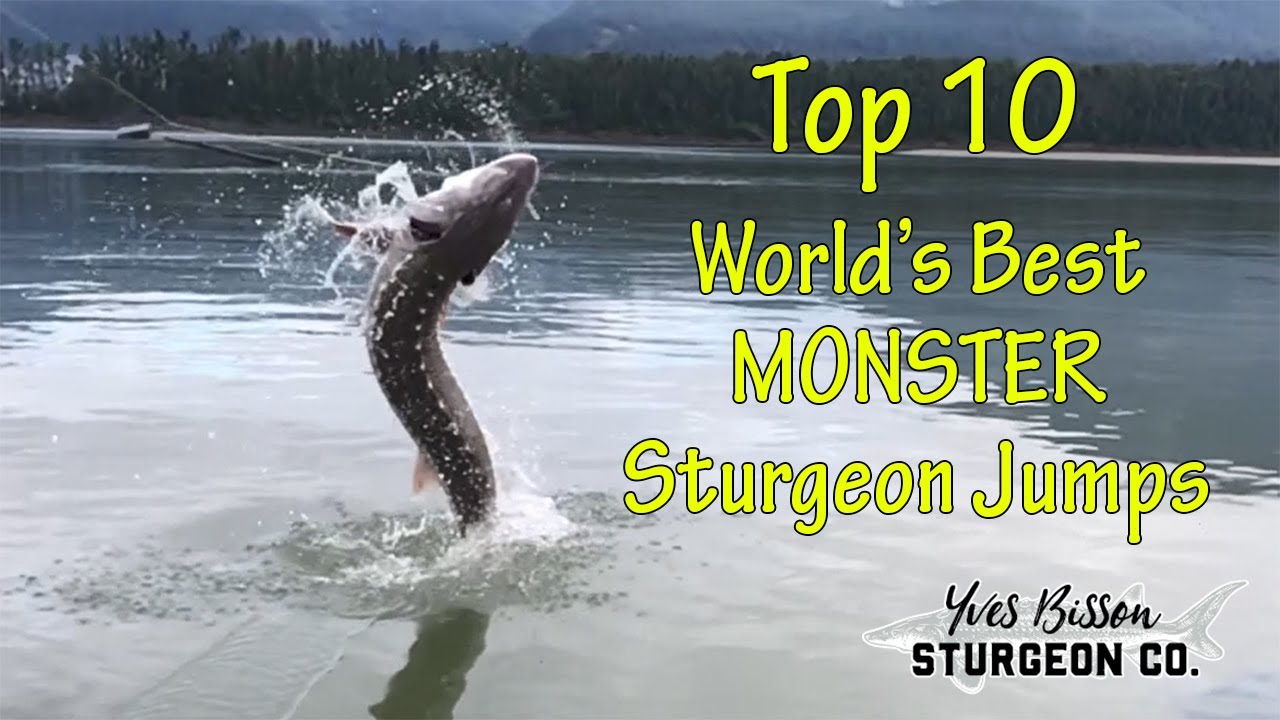 Top 10 World's Best MONSTER Sturgeon Jumps | Yves Bisson Sturgeon Co