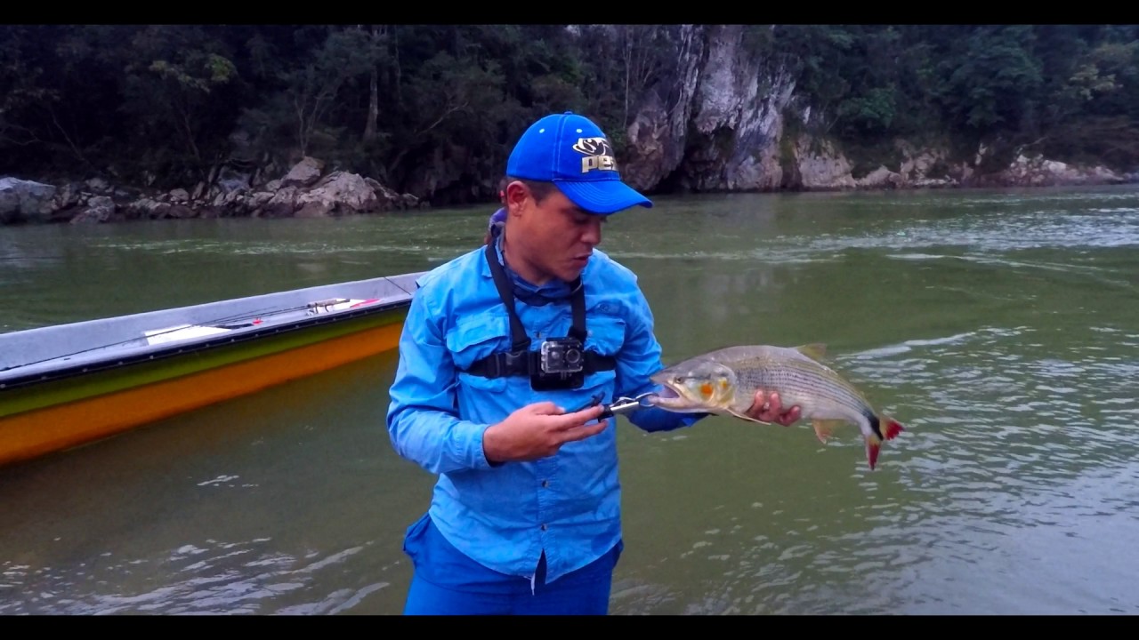 Pesca de Picudas, Doradas y Mojarras. El Refugio en Nare.