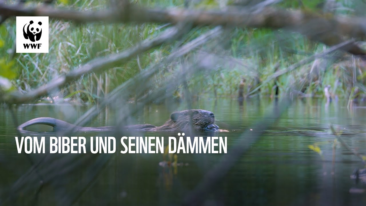 Vom Biber und seinen Dämmen