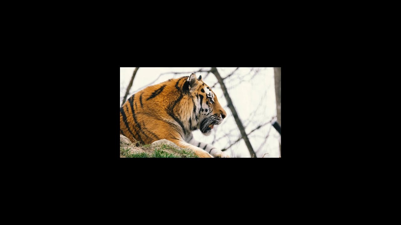 Mind relaxing animal Ambiance