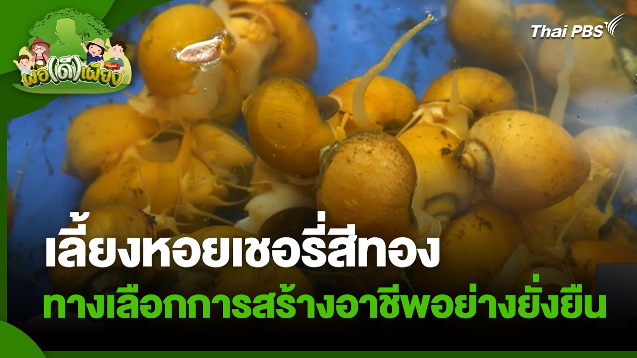 เลี้ยงหอยเชอรี่สีทอง ทางเลือกการสร้างอาชีพอย่างยั่งยืน | พอดีพอเพียง