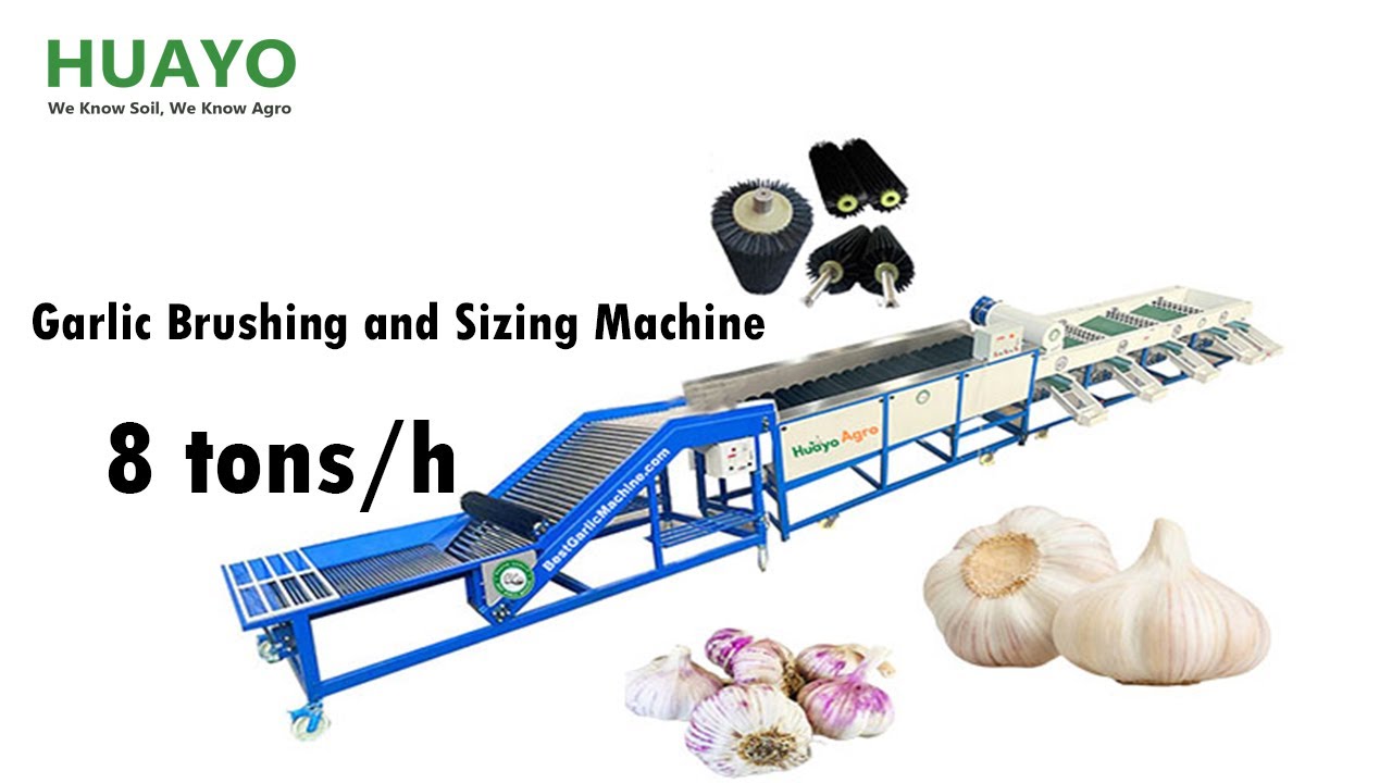 HGBM-8 Garlic Brushing and Sizing Machine with Inspection Platform to Clean Garlic Bulb and Size