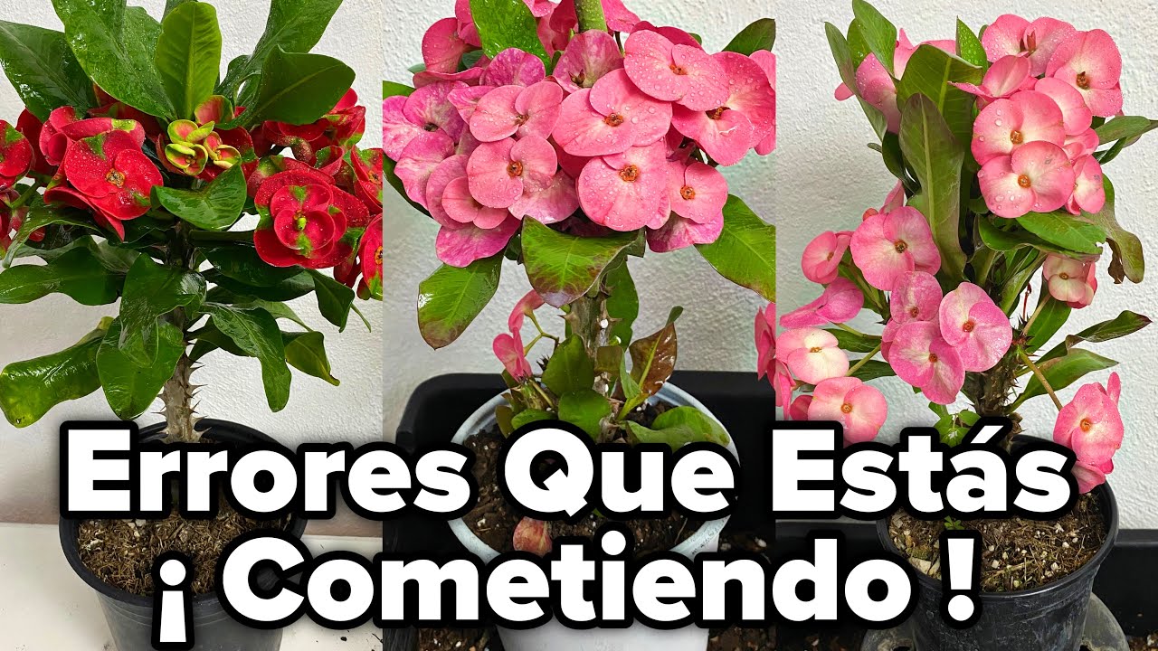¿PORQUE Mi CORONA De CRISTO NO FLORECE Solo Saca HOJAS?(Euphorbia millii)