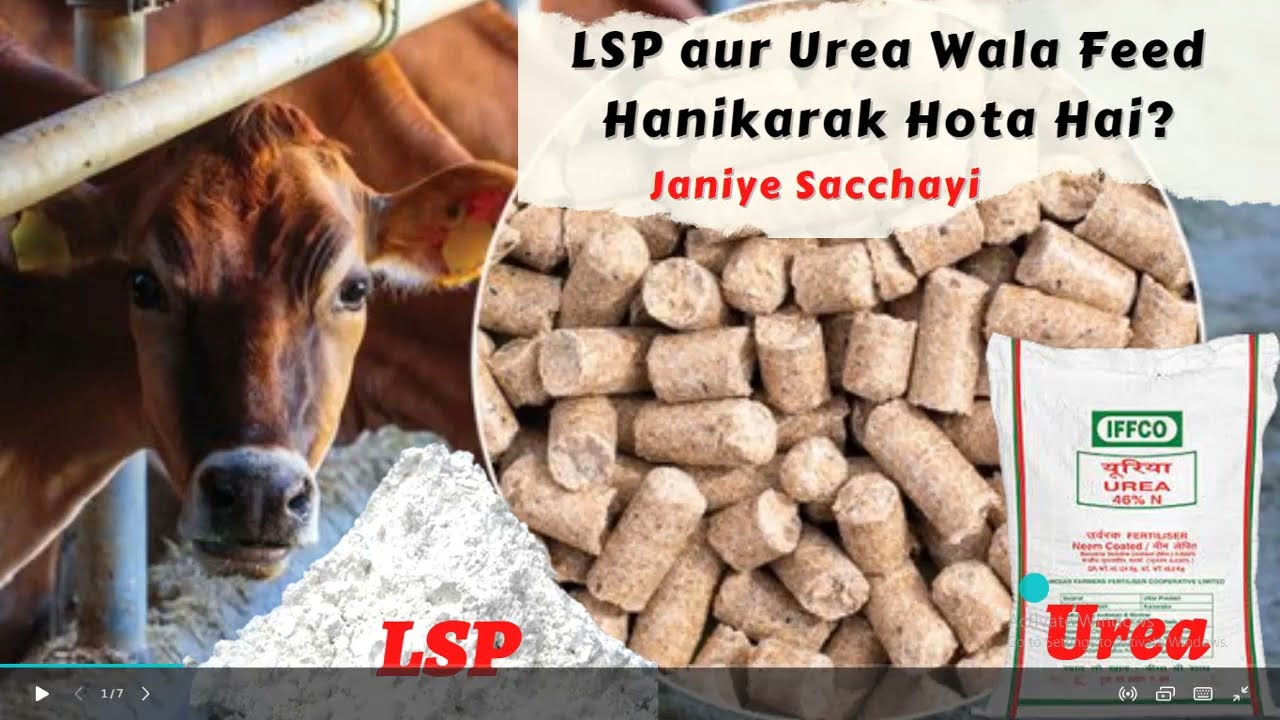 Urea and LSP in Dairy Feed WhatsApp 9871584101 एल एस पी और यूरिया डेरी फीड में हानिकारक या सही  feed