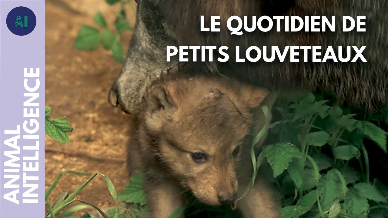 Comment les louveteaux sont-ils élevés par la meute ? I IA