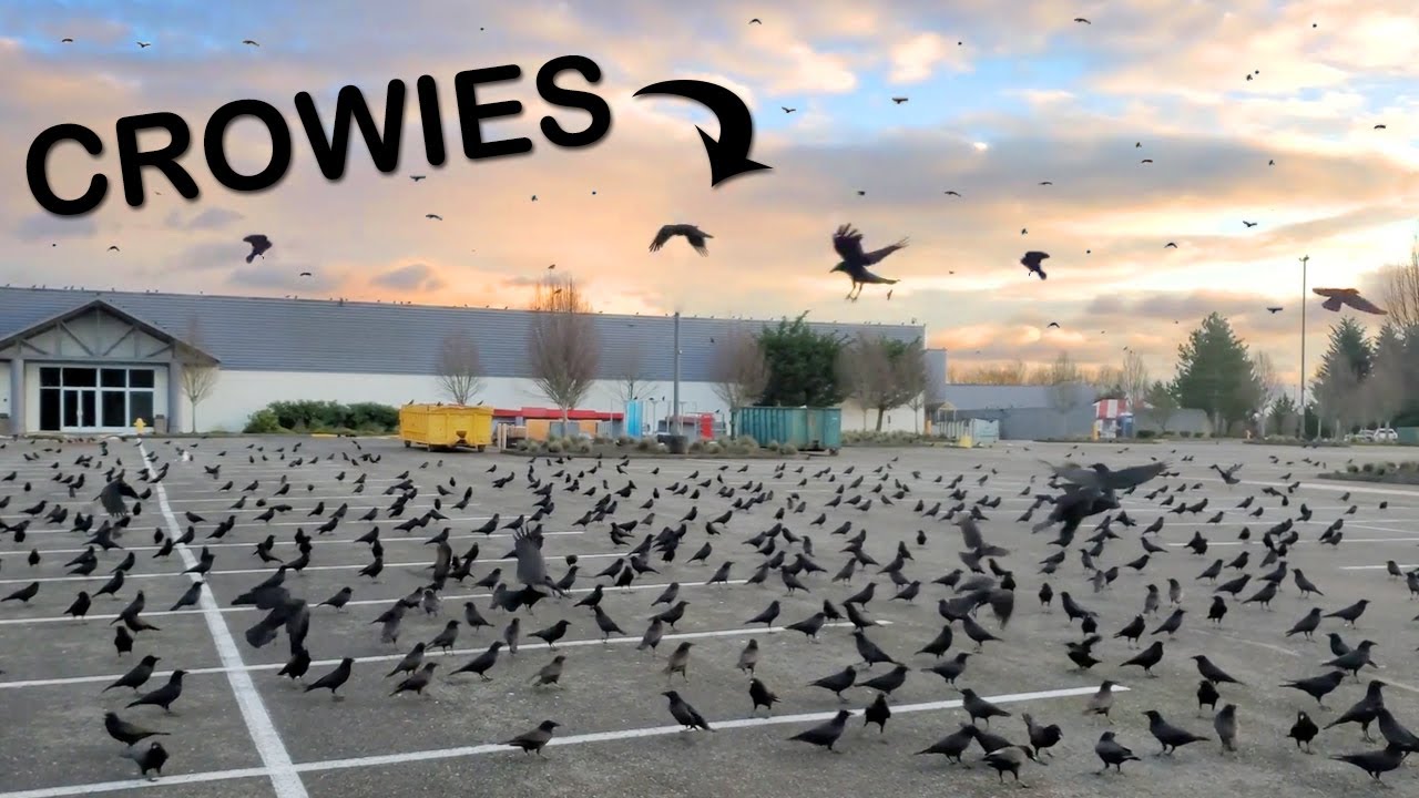 Feeding Hundreds of Crows for $4