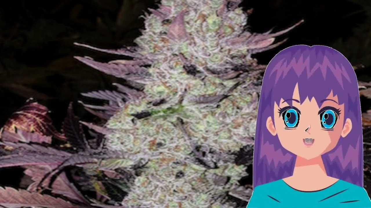 Grape Diamonds &ndash; Ethos Genetics