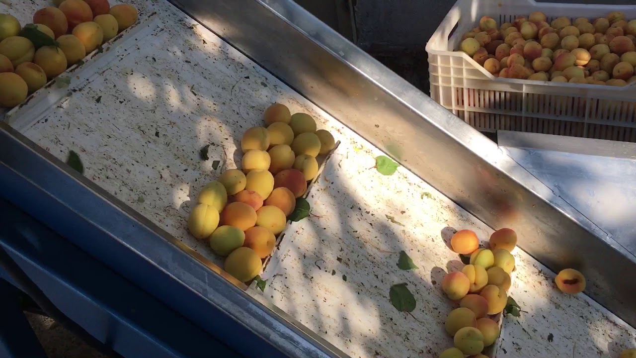 Yaş Kayısı Ayıklama Makinesi