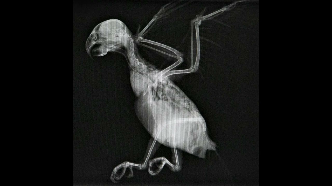 Real Eyes (Instrumental) (demo version)