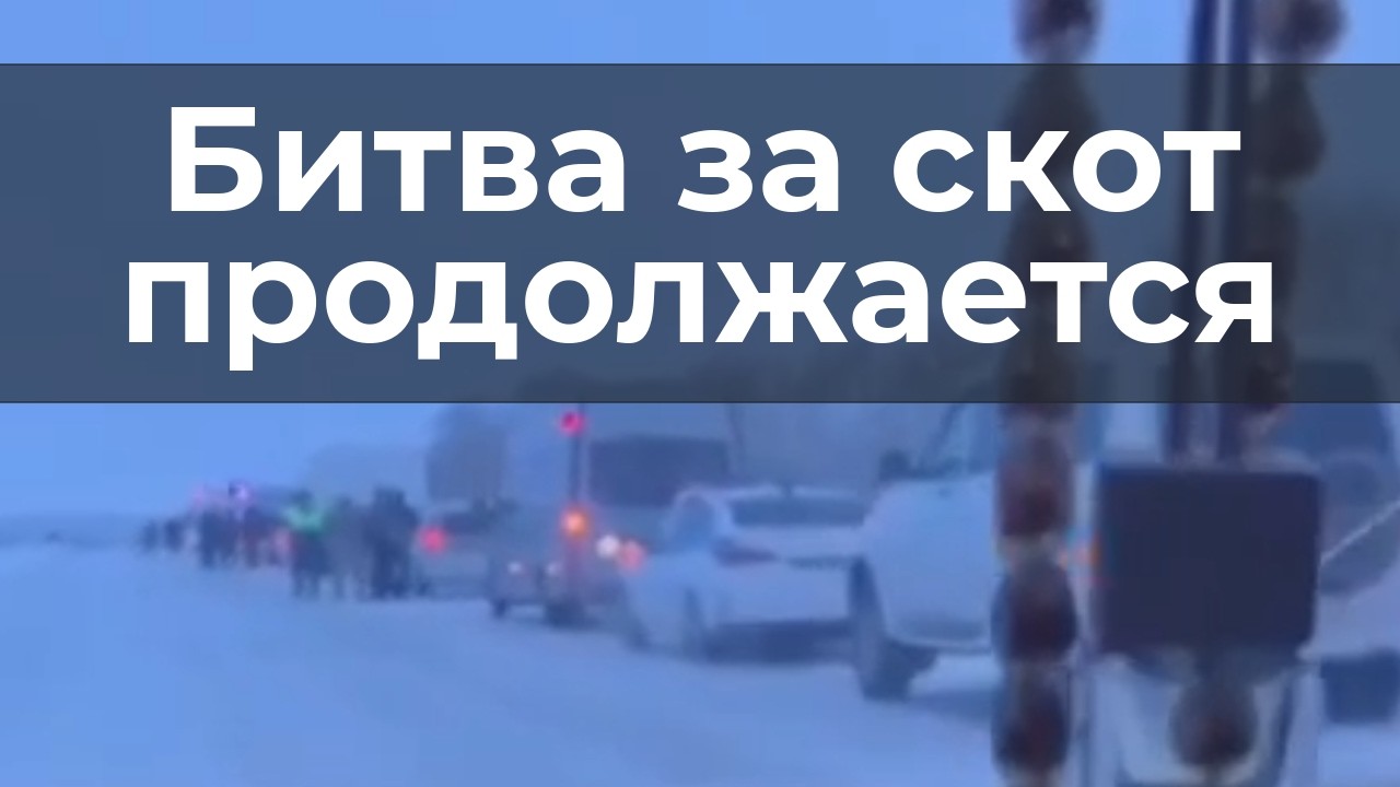 Битвa за скот продолжается