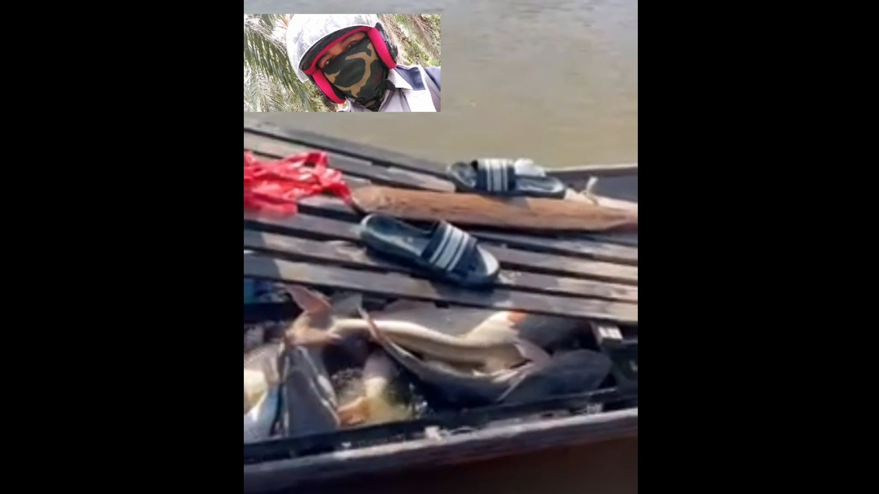 IKAN PATIN JUARO BERAT 4 KILO LEBIH