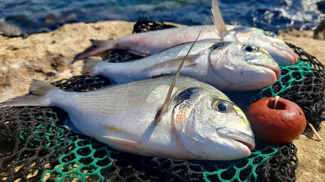 Pesca all'ORATA Tenacia e Perseveranza