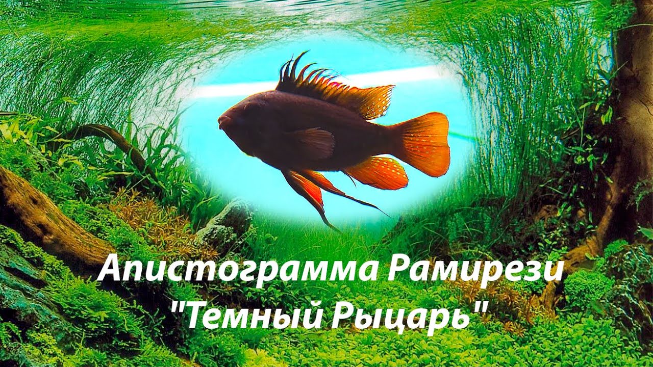 Апистограмма Рамирези 
